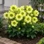 Морозник Orientalis Yellow Double фото