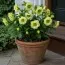 Морозник Orientalis Yellow Double фото