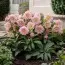 Морозник Pink Double фото