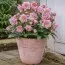 Морозник Pink Double фото