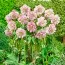 Морозник Pink Double фото