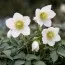 Морозник Praecox фото