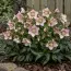 Морозник Pretty Ellen Pink фото