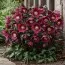 Морозник Pretty Ellen Red фото