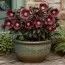 Морозник Pretty Ellen Red фото
