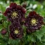 Морозник Purple Double фото