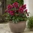 Морозник Red Double фото