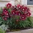 Морозник Red Hybrids (Гігантська квітка) фото