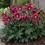 Морозник Red Hybrids (Гігантська квітка) фото