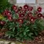 Морозник Red Lady фото