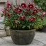 Морозник Red Lady фото