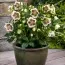 Морозник White Lady фото