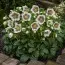 Морозник White Lady фото