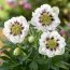 Морозник орієнтальний White Spotted Double фото