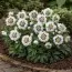 Морозник орієнтальний White Spotted Double фото