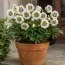 Морозник орієнтальний White Spotted Double фото