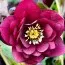 Морозник Red Double фото