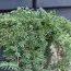 Ялівець Greenmantle фото