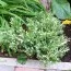 Ялівець Andorra Variegata фото