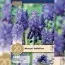 Мускарі Latifolium (Брендові цибулини KAPITEYN®) фото