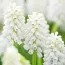 Мускарі White Beauty фото