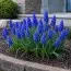 Мускарі Blue Spike фото