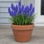 Мускарі Blue Spike фото