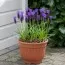 Мускарі Comosum фото