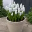 Мускарі Nature's Beauty фото