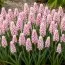 Мускарі Pink Sunrise фото