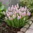 Мускарі Pink Sunrise фото