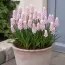 Мускарі Pink Sunrise фото