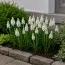 Мускарі White Spear фото