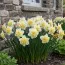 Нарцис Ice King фото