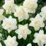Нарцис White Medal фото