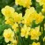 Нарцис Yellow Cheerfulness фото