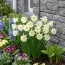 Нарцис Arctic Bells фото