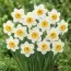 Нарцис Flower Record фото