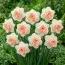 Нарцис Flower Surprise фото