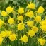 Нарцис Golden Bells фото