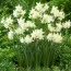 Нарцис Moonlight Sensation фото