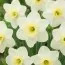 Нарцис Papillon Blanc фото
