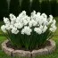 Нарцис таццета Papyraceus (Paperwhite) фото