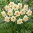 Нарцис Peaches and Cream фото
