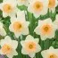 Нарцис Peaches and Cream фото