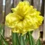 Нарцис Sunny Side Up фото