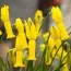 Нарцис Cyclamenius Yellow (акційний) фото