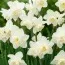 Нарцис White Marvel фото