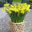 Нарцис Yellow Ocean фото