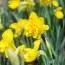 Нарцис Yellow Paradise фото